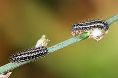 Heterogynis penella