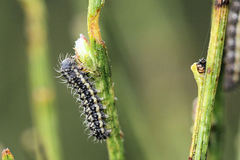 Heterogynis penella