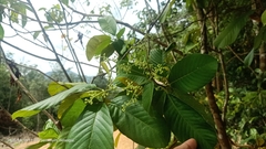 Tetracera