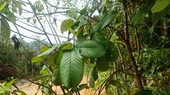 Tetracera