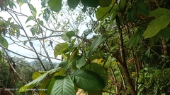 Tetracera