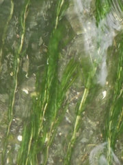 Potamogeton crispus