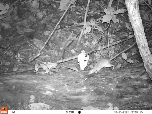 Congo forest mouse (Deomys ferrugineus) — Least Concern Mammalia