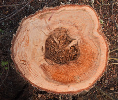 Heterobasidion parviporum