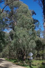 Eucalyptus radiata
