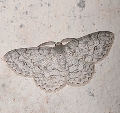 Ctenectropis seisakuraii