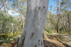 Eucalyptus mannifera