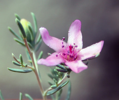 Reaumuria alternifolia