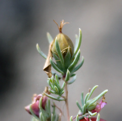 Reaumuria alternifolia