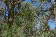 Callitris endlicheri