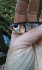 Luxilus coccogenis