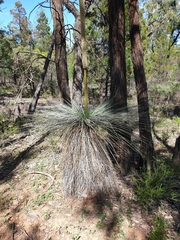Xanthorrhoea glauca