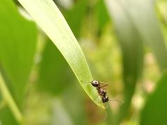 Polyrhachis rastellata