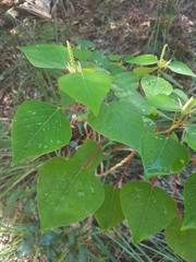 Homalanthus populifolius