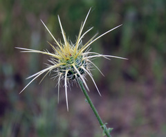 Centaurea reflexa