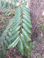 Magnoliopsida