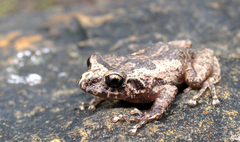Pristimantis bogotensis