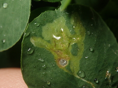 Liriomyza congesta