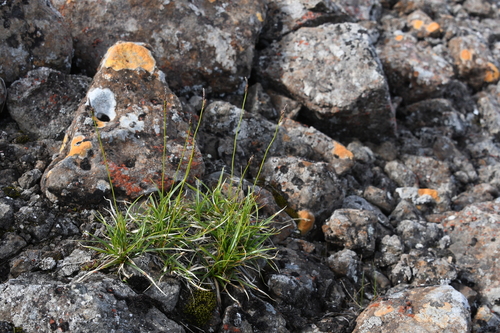 Carex melanocarpa iNat (3)