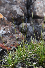 Carex melanocarpa