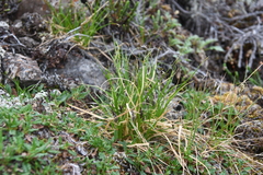 Carex misandra