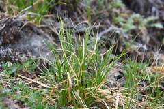 Carex misandra
