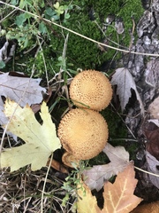 Pholiota squarrosa