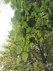 Tilia cordata