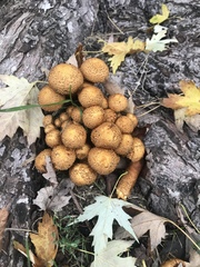 Pholiota squarrosa
