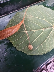 Tilia cordata
