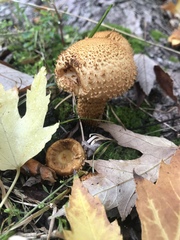 Pholiota squarrosa