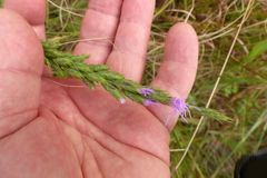 Liatris punctata mucronata