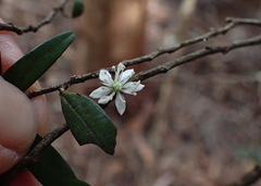 Nematolepis squamea squamea