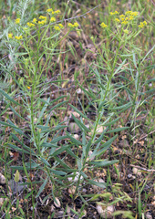 Haplophyllum villosum