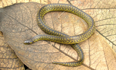 Atractus crassicaudatus