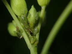 Myzus persicae