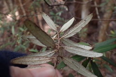 Nematolepis squamea squamea