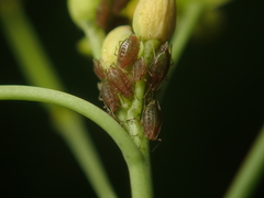 Myzus persicae