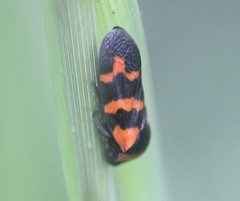 Cosmoscarta dimidiata