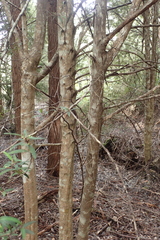 Nematolepis squamea squamea