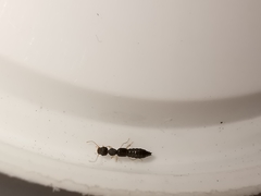 Astenus immaculatus