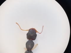 Astenus immaculatus