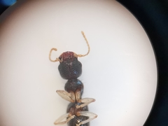 Astenus immaculatus
