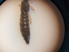 Astenus immaculatus
