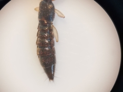 Astenus immaculatus