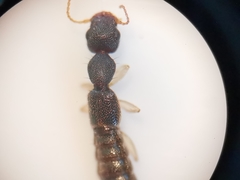 Astenus immaculatus