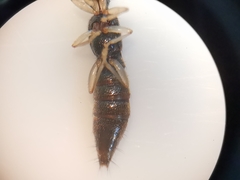 Astenus immaculatus