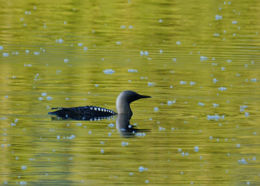 Pacific Loon