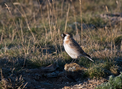 Montifringilla davidiana
