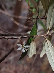Nematolepis squamea squamea